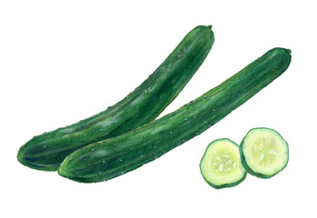 きゅうり　輪切り　野菜　イラスト