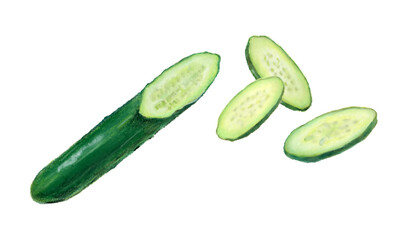 きゅうり　野菜　イラスト