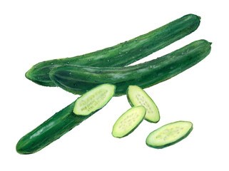 きゅうり　野菜　イラスト