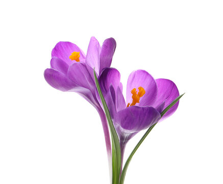 Beautiful Purple Crocus Flowers On White Background