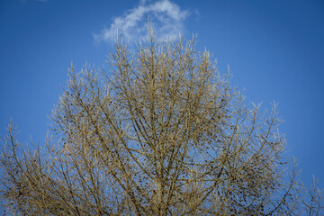 Branched old perennial tree and blue cloudless sky at daytime