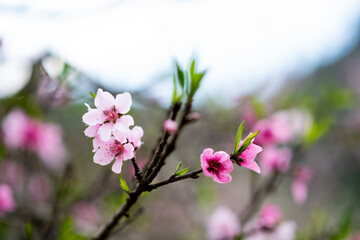 a close up of a flower