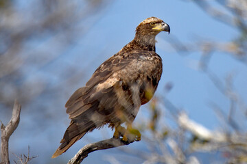 juvenile bald eagle