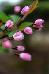 Obraz na płótnie Canvas close up of pink flower