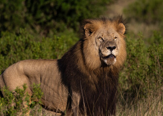 portrait of male lion in the grass looking into the sun
