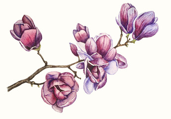 Branch with magnolia flowers painted in watercolor on a white background