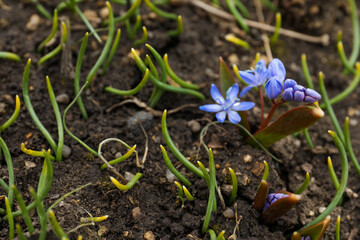 Beautiful lilac alpine squill flowers growing outdoors, space for text