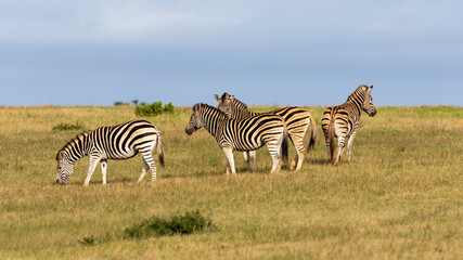 four Burchell's zebras in the savannah