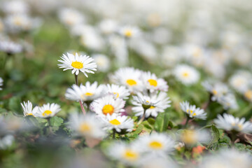 Flowers blooming during springtime in the south of France