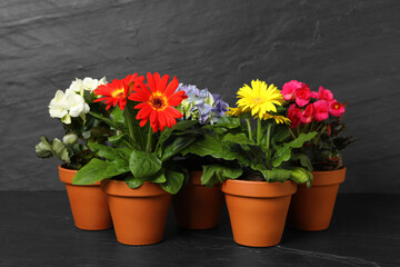 Naklejka na ściany i meble Different beautiful blooming plants in flower pots on dark grey stone table