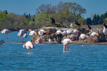 Pink flamingos in the Camargue south France during Springtime getting ready to mate - obrazy, fototapety, plakaty