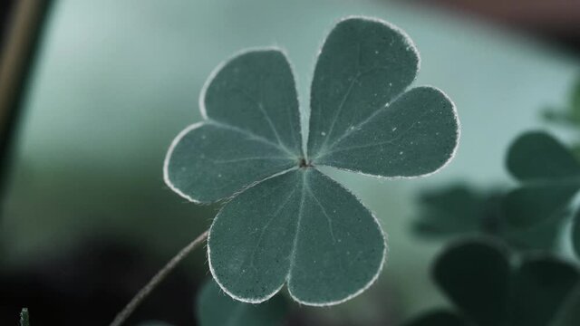 Clover Leaves for Green background with three-leaved shamrocks. st patrick's day background, holiday symbol, Spring concept. with three-leaved shamrocks.