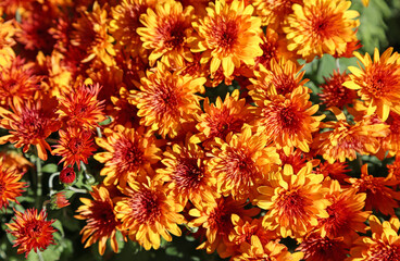 Orange chrysanthemum flowers