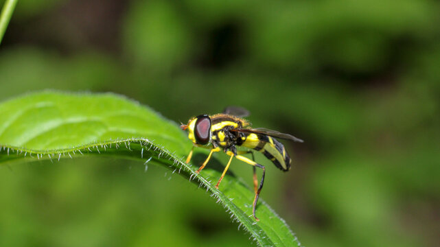 natural eupeodes flower fly photo