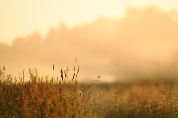 Early morning meadow in soft sunlight.
