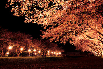 夜桜並木道