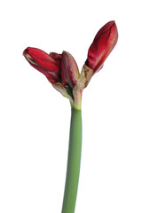 Beautiful red amaryllis flower isolated on white