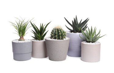 Different house plants in pots isolated on white