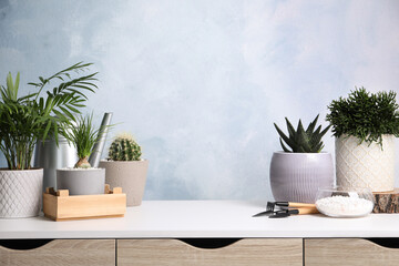 Different house plants in pots with gardening tools on white table. Space for text