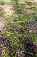 Tree roots and green moss