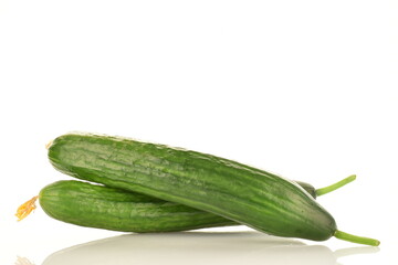 Two juicy green cucumbers, close-up, isolated on white.