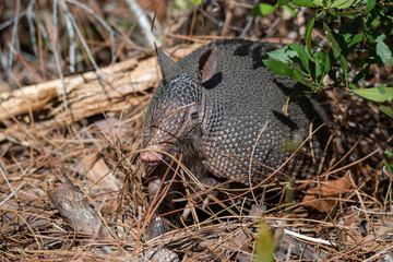 armadillo