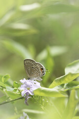 A butterfly perches on a flower among the grass, on the beach, in the morning.