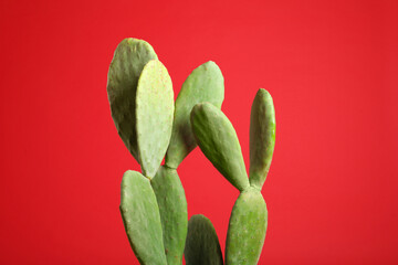 Beautiful cactus on red background. Tropical plant