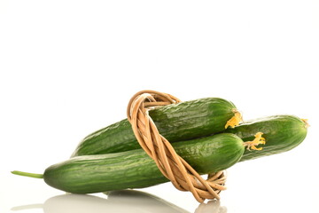 Three juicy green cucumbers with a ring from a vine, close-up, isolated on white.