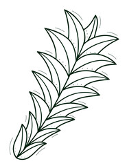 A bush or branch of a plant. Pointed thick leaves like a succulent.Contour doodle sketch dark green white. Isolated vector drawing on a white.