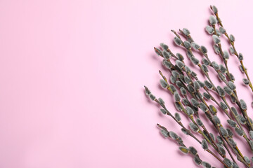 Beautiful blooming pussy willow branches on pink background, flat lay. Space for text
