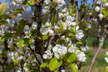 Pear tree flowering in springtime ,Organic garden in Italy , blooming flowers , White petals , pear flowers. 