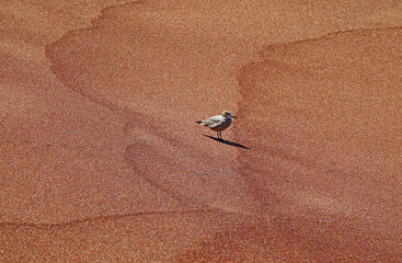 Gray Wild Bird on The Red Beach or Playa Roja, Paracas National Reserve, Pacific ocean, Ica, Peru