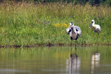 The grey heron (Ardea cinerea) standing and fishing in the water.A large heron with a burled feather and a green background with spoonbill in the background.