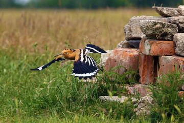 The hoopoe (Upupa epops) flying away from the nest. Hoopoe flying from a nest built in old building material. © Karlos Lomsky