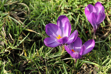 Beautiful purple crocus flowers growing in garden