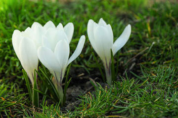 Beautiful white crocus flowers growing in garden