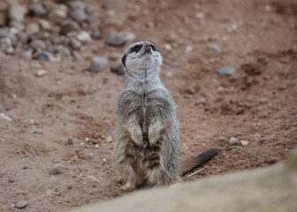 Fototapeta premium Meerkat on guard duty on ground in day in zoo