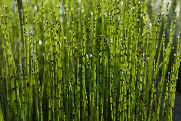 Droplets of dew on young green equisetum