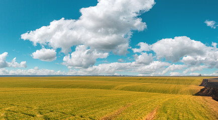 Agricultural field of winter crops in spring. Farm land on the background of white clouds