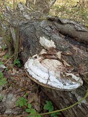 mushroom growing on a cut down tree
