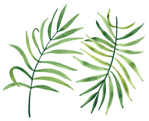 Watercolor tropical palm leaf in white background for beach party or summer weeding invitation