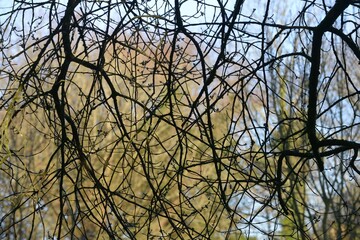 Le matin de printemps sur Barré Nevez à Briec Bretagne Cornouailles Finistère France