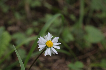 Natural Bellis Perennis Macro Photo