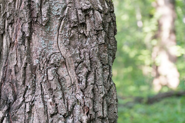 Bark! Oak in oak forest. An old tree is a whole planet.