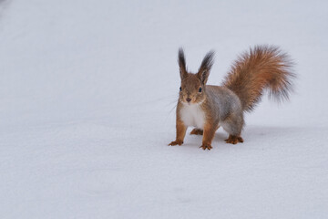 Squirrel sits at feet on snow and looks interestedly upwards.