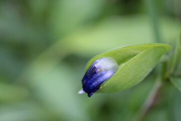 natural blue asiatic dayflower macro photo