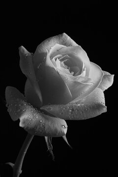 Black and white photography. White rose with dew drops on a black background.