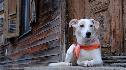 White mongrel dog with a colored neckerchief lies on the doorstep of an old wooden house in old Riga