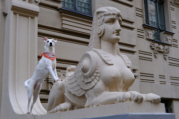 A white mongrel dog with a colored neckerchief stands on a sphinx on Alberta Street in Riga